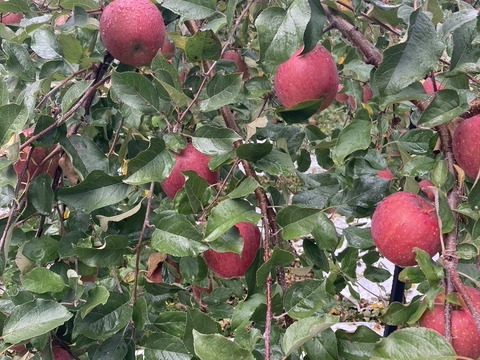 【青森県弘前市産葉とらずふじ】果汁100％ストレートりんごジュース3本入