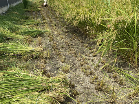 【令和7年新米】天日干し　コシヒカリ2kg