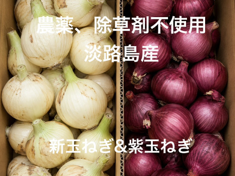 農薬、除草剤不使用！【数量限定】淡路島新玉ねぎ2.5kg 紫玉ねぎ2.5kg