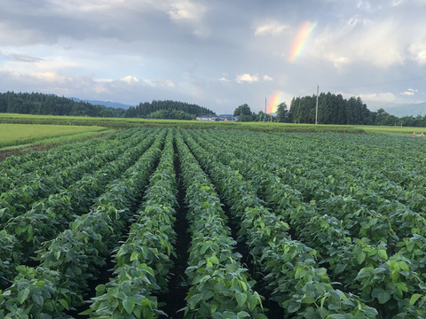 【自然栽培】乾燥大豆「里のほほえみ」14kg　〜令和7年・山形県鶴岡産〜