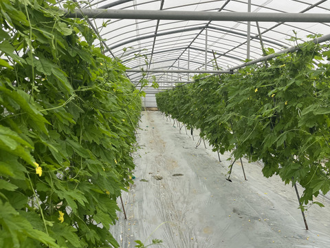 南の島のゴーヤ1kg