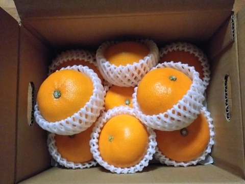 【秀品】せとか 2kg トロ～リ食感！柑橘の大トロ♡高級柑橘♫愛媛みかん！！