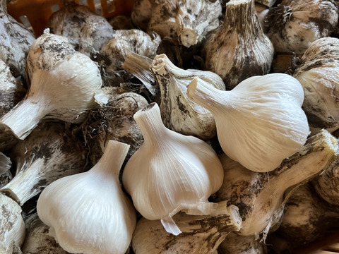 訳あり土付き「田子にんにくLサイズ30玉」約2㎏【7月中旬以降お届け】