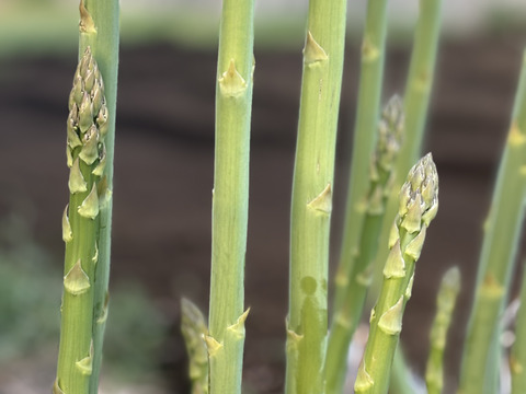 【栄養価が高い】しゅんセット(8〜10品目前後)