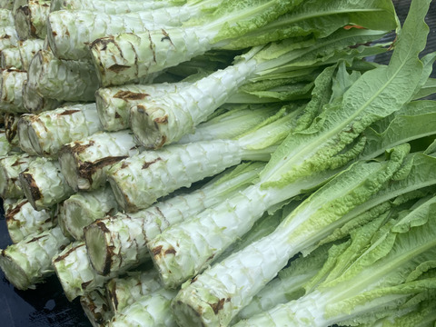 コリコリ食感がクセになる味わいがまさにアスパラガス!茎レタス5kg