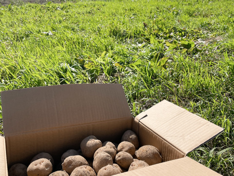 【約10kg キタアカリ】農薬不使用