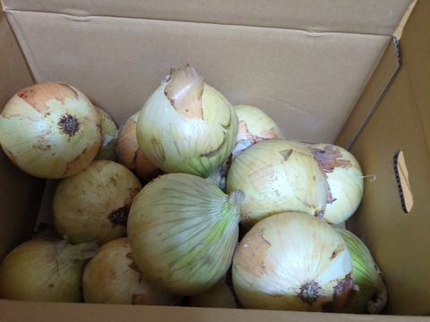 【祝!3年連続金賞🏆】淡路島新玉ねぎ5kg