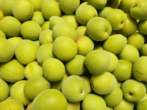 ★訳あり　お買い得品　梅干し用　梅　2.5キロ　チルド専用箱