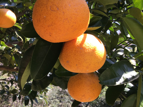 採れたてお届け！清見オレンジ1kg&爽やか八朔1kgセット【農薬不使用】