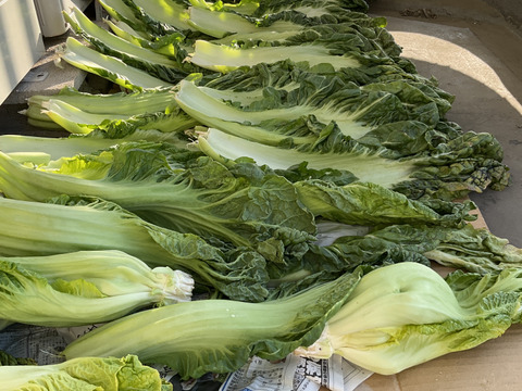 高菜漬けの最高峰！福岡県瀬高町産【生の高菜】11kg
