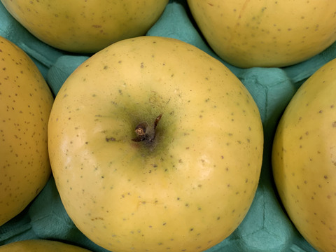 🍏青森りんご🍏　規格外品『黄金ふじ』約３Kg　９～１５個入り