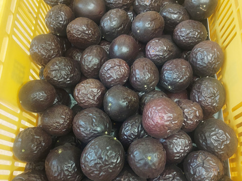 瀬戸内香川のパッションフルーツ　　食べ頃1.5㎏