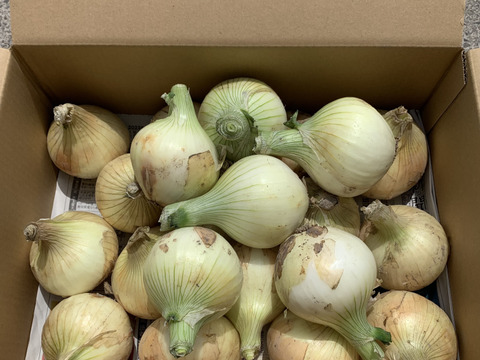 【産直通販】香川県産★甘い！旨い！料理の定番アイテム☆新玉ねぎ（5kg）