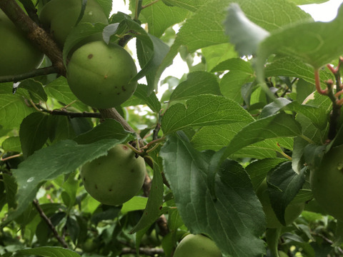 南高梅(青梅)5㎏　梅干し・シロップ・梅酒　ピクルス　アバタもえくぼ。自然栽培の梅が語る、素朴で奥深い味わい。