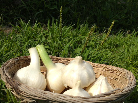 にんにく🧄6個（6玉）☆ニンニク🧄☆農薬、除草剤、化学肥料不使用