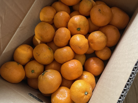【貯蔵熟成ミカン】完熟早生ミカン 5㎏。サイズ混合。