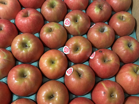 12月9日から🍎【ヒルナンデスでました！】ピンクレディ®︎ 5キロ訳あり品 加工用にご利用ください！長野県 信州 安曇野 リンゴ 幻 幻のリンゴ 予約 希少 旬 ID36611 ピンクレディー