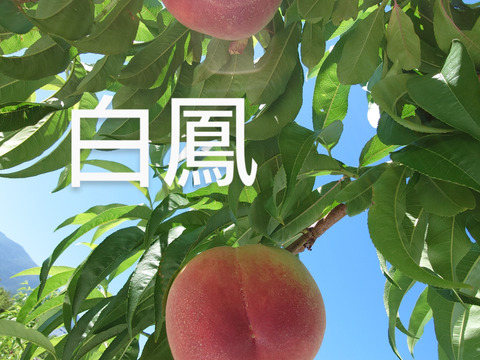 ジューシーで甘い【白鳳🍑朝採りもも】　２キロ（８個～１２個）始まります♪