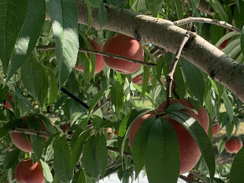 【限定お試し価格‼︎】品種お任せ‼︎6〜8玉‼︎あかつき、川中島、約1.5kg〜