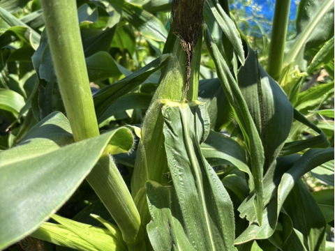 【淡路島から朝どりでお届け！】朝摘み真珠とうもろこし【淡路島の白い宝石】
