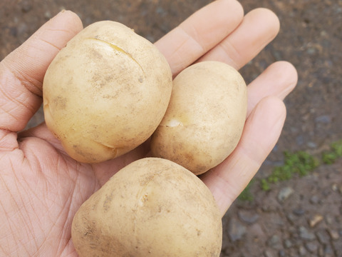 【小さめ!】島育ちの元気な新じゃが！ デジマ ２kg