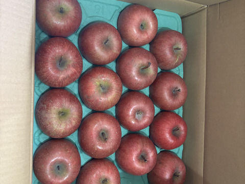 【販売開始！人気商品】青森県産りんご「サンふじ」家庭用 キズ有 約5kg【美味・光センサー選果済】