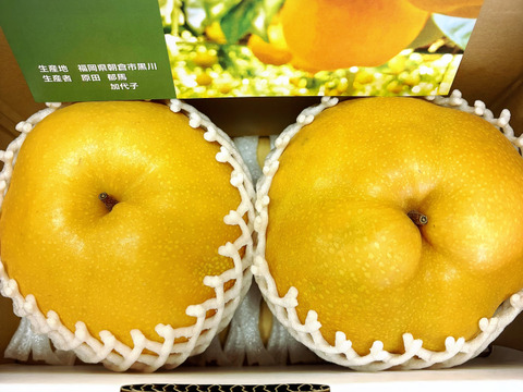 大きさにびっくり‼️【限定1ケース】完熟新高梨3.0kg(超大玉2個入)味に自信あり‼️甘くてとってもフルーティー✨️ブレゼントにもおすすめ😋