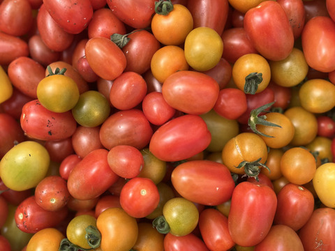 1.7㎏！野菜おまかせセット☆有機JAS認証