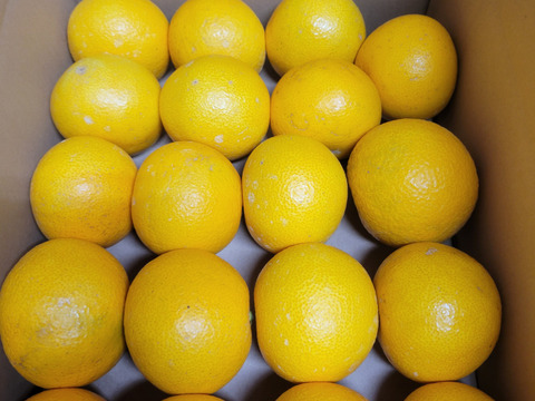 【アワード受賞福袋】和歌山県産【特別栽培】【極ウマ】　八朔(10kg)Lサイズ【前田農園オリジナルムッキーちゃん先着500名様プレゼント】