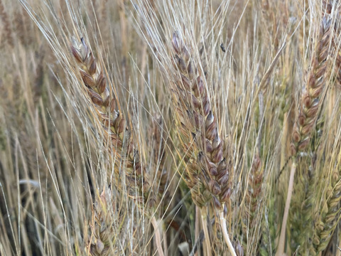 【北海道十勝産　自然乾燥全粒粉♡】数量限定！
昔ながらの天日乾燥は超希少！
小麦粉ゆめちから（強力粉）　１ｋｇ

手作りパンやスィーツ、パスタ等にオススメ♡