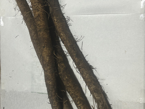 柔らかいごぼう　5kg