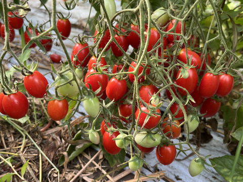 広大な阿蘇で生まれた！赤い輝き『阿蘇アイコトマト』