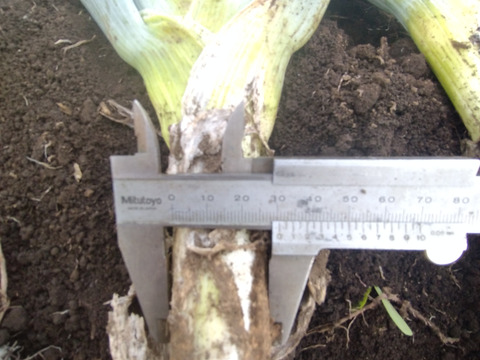 冬の大名！下仁田ねぎ　訳あり１㎏