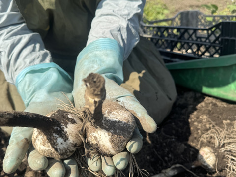 有機肥料　農薬無使用　発芽にんにく粉末パウダー　粒粗め　45g