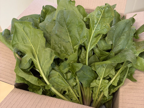 【自然栽培】肉厚で美味しい！札幌大葉ほうれん草1kg