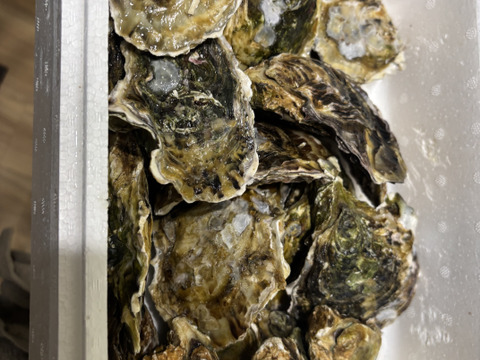 【BBQに牡蠣！】【生牡蠣】【生食用】三重県産 殻付き 浦村かき
S～Mサイズ 20個入り 1.8Kg (2～4人前）
牡蠣 貝類 海鮮 バーベキュー【母の日ギフト】【生で食べれる美味い牡蠣】