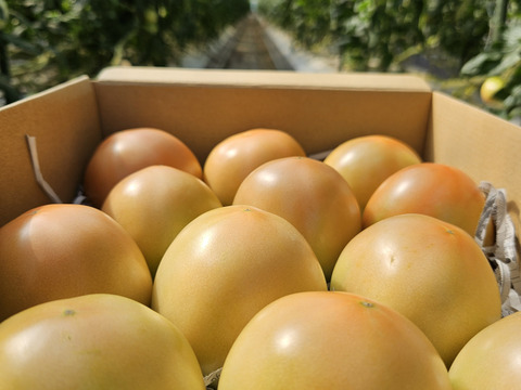 おいしさと環境配慮のハーモニ―『The夏秋とまと』(秋/青-ピンク/A品/2.5キロ前後)