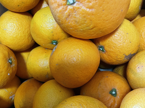 【愛媛県中島産】果汁たっぷり清見オレンジ　サイズ混合10キロ