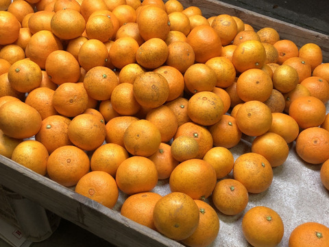 農薬・化学肥料・除草剤不使用　愛媛が誇る高級柑橘　ふぞろいのマドンナたち3kg(ご家庭用)