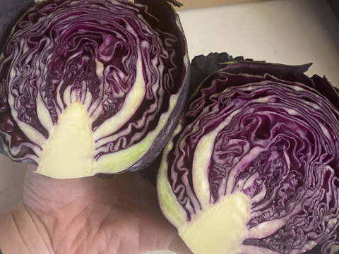 ミニ紫キャベツ　４つ