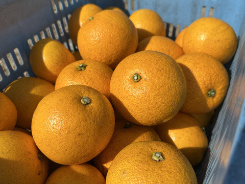 はっさくファン必見！つぶつぶジューシー！熟成はっさく生果2キロ7~8個【自然栽培】サイズ混合愛媛大三島よりお届け