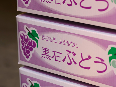 【クール便】≪極 規格外≫☆昭和の味☆ 青森県産キャンベル・アーリー 約2㎏詰め