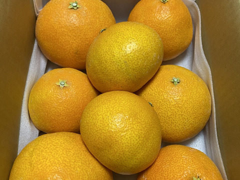 《みかんのある暮らし》三代目の月替わり定期便3kg~5kg+α