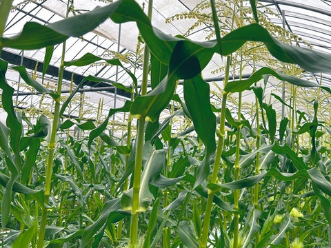 寒暖差20℃で栽培した幻のトウモロコシ
