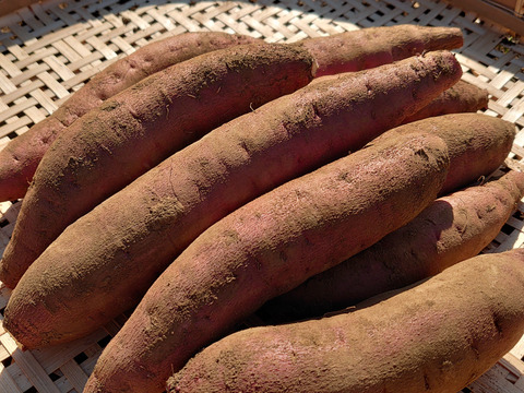 【農薬化学肥料不使用】ホクホク系の新品種！栗かぐや さつまいも 1ヶ月熟成 箱込み2kg