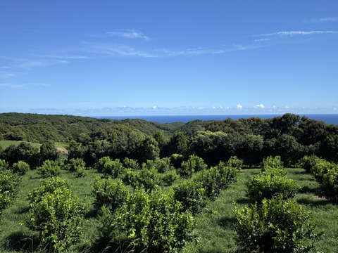 【天皇杯受賞農家】高知県大月町産・農家直送 こじゃんとレモン 5kg（化学肥料/防腐剤/ワックス不使用）