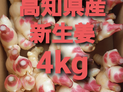 農家直送　高知県産新生姜　4kg