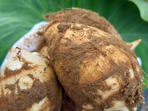 掘りたて！ねっとり&ほくほく！里芋『石川早生』　1.8kg