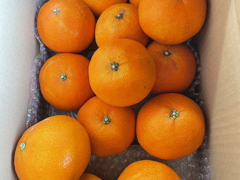 プルプルジューシー！！まどんな(訳あり) 3キロ