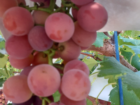 】【２０２６年発送受付】グロスクローネ２～3房　ご家庭用約1.5㎏